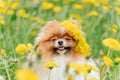 A beautiful fluffy dog Ã¢â¬â¹Ã¢â¬â¹sits among flowers with a wreath on his head and smiles. Royalty Free Stock Photo